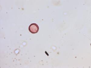 Myosotis discolor pollen