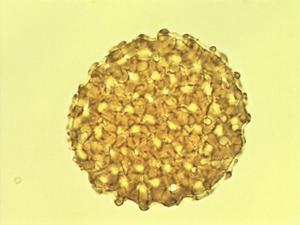 Kallstroemia pollen