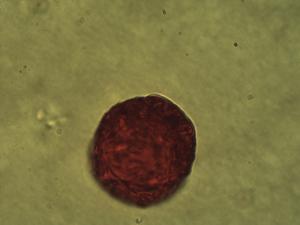 Bromus erectus pollen