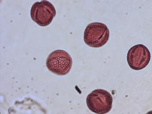 Viburnum lantana pollen