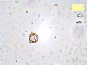 Galium sterneri pollen