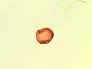 Tricalysia pallens pollen