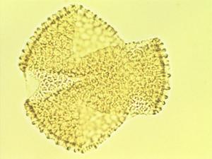 Turnera ulmifolia pollen