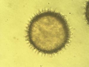 Lavatera thuringiaca pollen