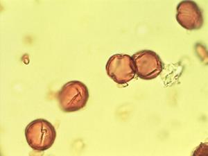 Escallonia resinosa pollen