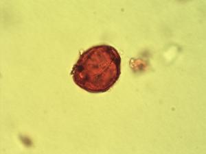 Alstonia congensis pollen