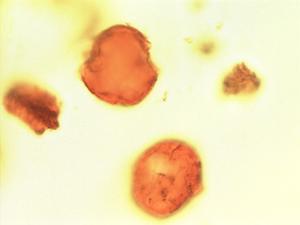 Crotalaria retusa pollen