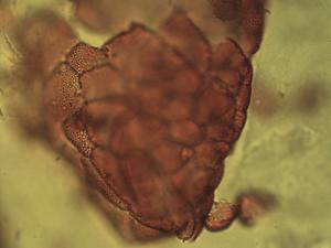 Dactylorhiza fuchsii pollen