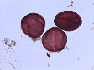 Jasminum nudiflorum pollen