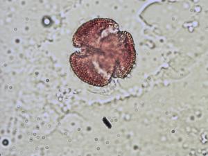 Linum trigynum pollen