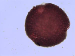 Geranium sylvaticum pollen