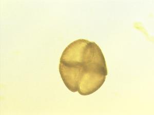 Annona senegalensis pollen