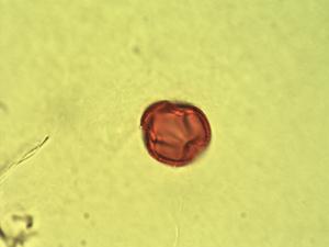 Maprounea pollen
