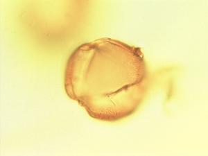 Pentaclethra eetveldeana pollen