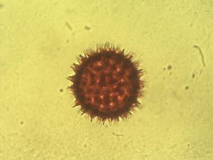 Ipomoea linearifolia pollen