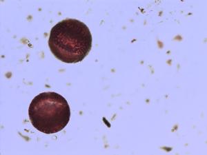 Sinapis arvensis pollen