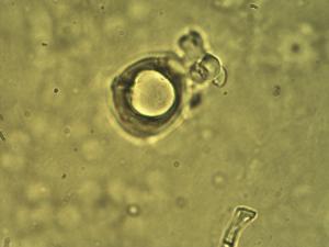 Alopecurus myosuroides pollen