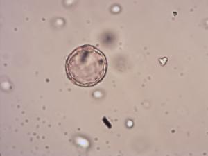 Myosotis scorpioides pollen