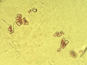 Echium strictum pollen