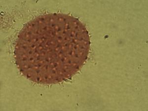 Syngonium podophyllum pollen