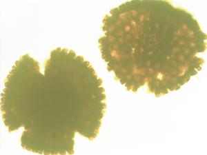 Manihot esculenta pollen