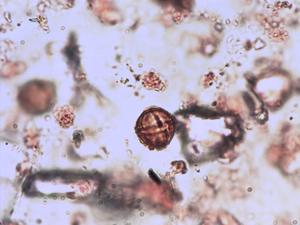 Fallopia convolvulus pollen