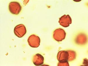 Nauclea pollen
