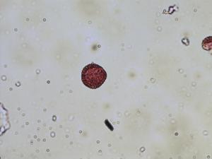 Armoracia rusticana pollen