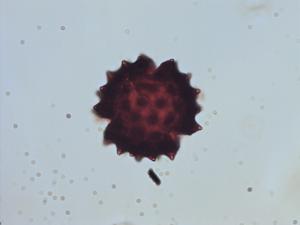 Cirsium pollen