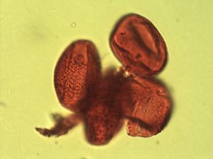 Pollen from the plant Genus Cassia.