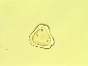 Myrteola nummularia pollen