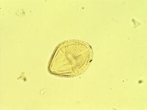 Corchorus orinocensis pollen