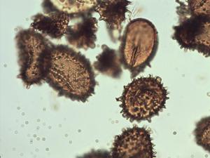 Thelypteris confluens pollen