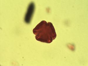 Cassine transvaalensis pollen