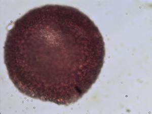 Geranium sanguineum pollen