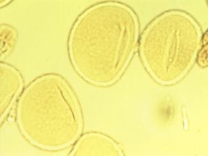 Pleopeltis pollen