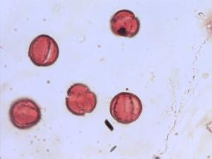 Lamium album pollen