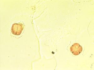 Sideritis macrostachys pollen