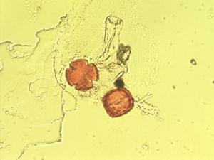 Sideritis canariensis pollen