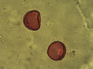 Sparganium erectum pollen