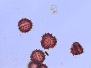 Jacobaea vulgaris pollen