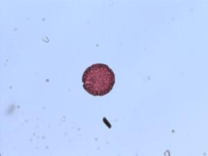 Didymaea pollen