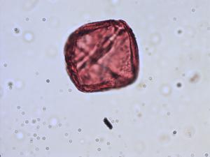 Cornus sanguinea pollen