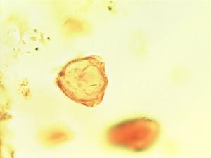 Morelia senegalensis pollen
