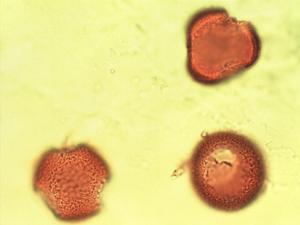 Simmondsia chinensis pollen