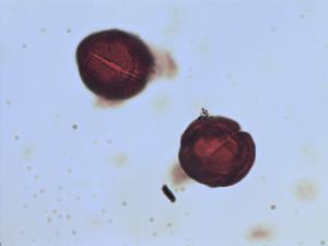 Pollen from the plant Genus Acourtia.