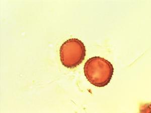 Pycnanthus angolensis pollen