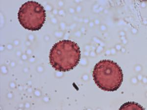 Phyteuma persicifolium pollen