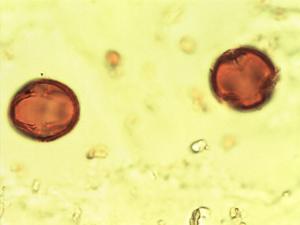Cynanchum tarmense pollen