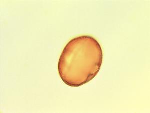 Corchorus olitorius pollen